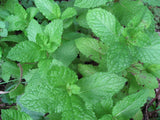 PEPPERMINT , HEIRLOOM, ORGANIC, NON GMO  PEPPERMINT SEEDS, DELICIOUS - Country Creek LLC