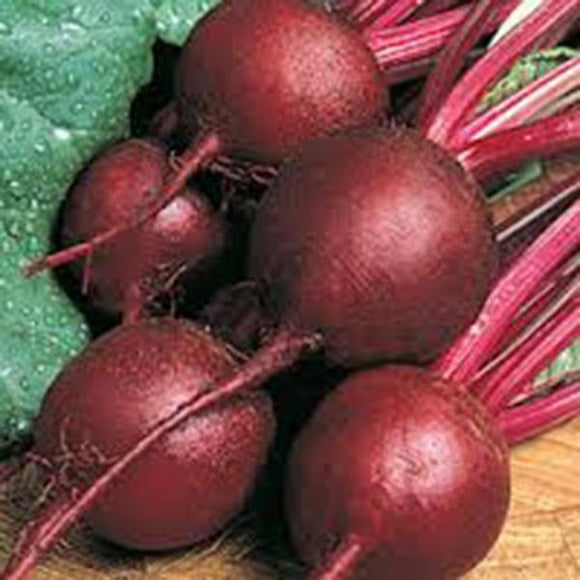BEETS,RUBY QUEEN, HEIRLOOM, ORGANIC, NON GMO SEEDS, TENDER AND SWEET, DEEP RED - Country Creek LLC