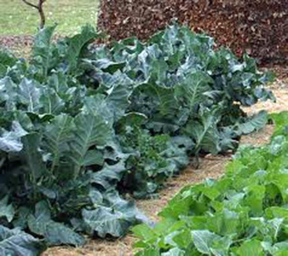 Vates Collard Greens - Thresh Seed Co Vates Collard Greens - Thresh Seed Co
