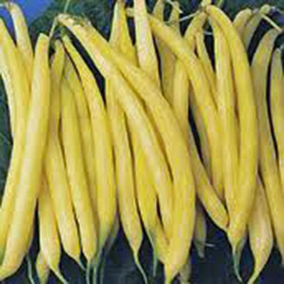 Slenderette Bush Bean Seeds, Non GMO, 100+ Seeds, Great Tasting and Healthy Slenderette Bush Bean Seeds, Non GMO, 100+ Seeds, Great Tasting and Healthy