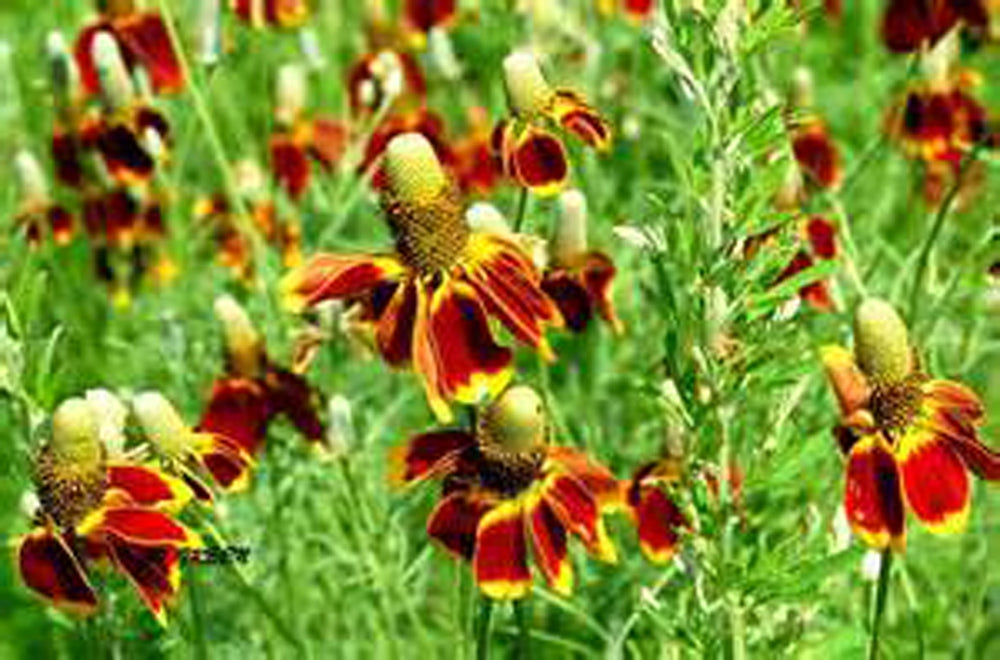mexican hat plant seeds MEXICAN HAT YELLOW SEEDS, FLOWER SEEDS, – Country Creek LLC