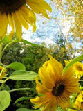 SUNFLOWER FLOWERS , MAMMOTH GREY STRIPE  SEEDS ORGANIC NEWLY HARVESTED, 8-12 Foot Tall - Country Creek LLC