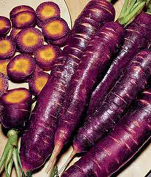 CARROT, PURPLE HAZE, HYBRID, ORGANIC NON GMO SEEDS, UNUSUAL DELICIOUS AND SWEET - Country Creek LLC