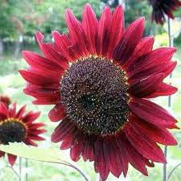 Red Sunflowe Red Sunflower Seeds