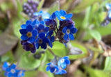 Forget Me Not Seeds Organic Newly Harvested, Beautiful Abundant Blooms . - Country Creek LLC