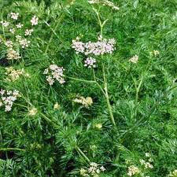 Cumin – 100 Seeds