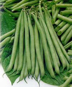Classic Slenderette' Bush Beans – Renee's Garden Classic Slenderette' Bush Beans – Renee's Garden