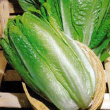 Lettuce, Paris Island Romaine Lettuce Seeds, Heirloom, Non GMO - Country Creek LLC