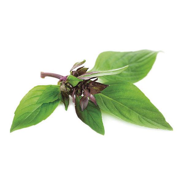 Licorice Basil Seed