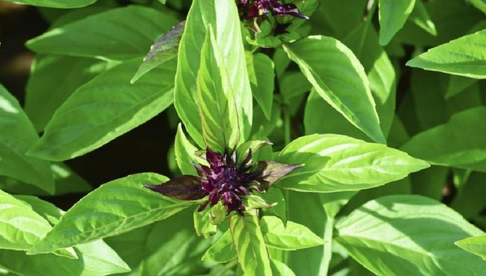 Licorice Basil Seed