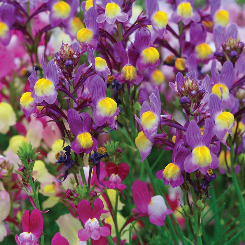 ✨お得15種MIX【356】エリン　フィリカ　マグノリア　雲竜　ソロモン　生花 Snapdragons Fairy Bouquet, Linaria Maroccana Seeds, Beautiful Mix