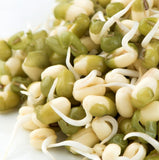 MUNG Bean, Microgreen, Sprouting Seed, NON GMO - Country Creek LLC Brand - High Sprout Germination- Edible Seeds, Gardening,