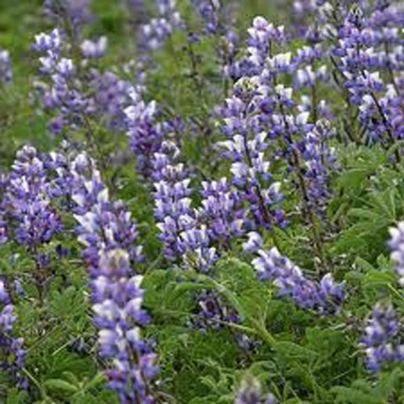 Arroyo Lupine Flower Seeds, Beautiful Purple Flowers - Country Creek LLC