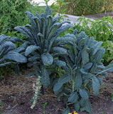 Black of Tuscany Kale Seeds, Non-GMO Garden Seeds by Country Creek Acres - Country Creek LLC