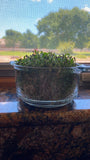 3 PART SALAD MIX SEEDS FOR SPROUTING,COUNTRY CREEK LLC BRAND, MICROGREENS, ORGANIC, NON-GMO - Country Creek LLC